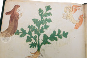 Ghino's Herbal, Florence, Biblioteca Medicea Laurenziana, Codice Redi 165 − Photo 14