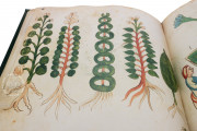 Ghino's Herbal, Florence, Biblioteca Medicea Laurenziana, Codice Redi 165 − Photo 16