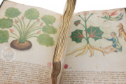 Ghino's Herbal, Florence, Biblioteca Medicea Laurenziana, Codice Redi 165 − Photo 17