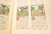 Tacuinum Sanitatis, Vienna, Österreichische Nationalbibliothek, Codex Vindobonensis 2396 − Photo 16