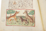 Udine Aesop, Udine, Biblioteca Arcivescovile e Bartoliniana, Cod. Bartolini 83 (olim 34) − Photo 16