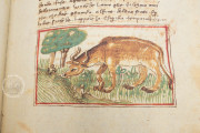 Udine Aesop, Udine, Biblioteca Arcivescovile e Bartoliniana, Cod. Bartolini 83 (olim 34) − Photo 18