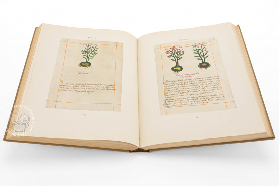 Badianus Manuscript, Vatican City, Biblioteca Apostolica Vaticana, MS Barb. lat. 241 − Photo 1
