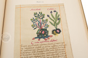 Badianus Manuscript, Vatican City, Biblioteca Apostolica Vaticana, MS Barb. lat. 241 − Photo 7
