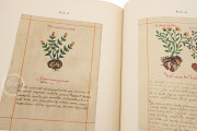 Badianus Manuscript, Vatican City, Biblioteca Apostolica Vaticana, MS Barb. lat. 241 − Photo 9