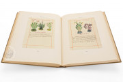 Badianus Manuscript, Vatican City, Biblioteca Apostolica Vaticana, MS Barb. lat. 241 − Photo 11
