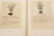 Badianus Manuscript, Vatican City, Biblioteca Apostolica Vaticana, MS Barb. lat. 241 − Photo 13