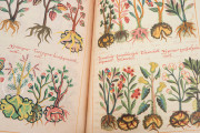 Badianus Manuscript, Vatican City, Biblioteca Apostolica Vaticana, MS Barb. lat. 241 − Photo 17