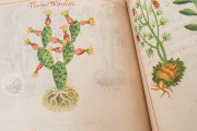 Badianus Manuscript, Vatican City, Biblioteca Apostolica Vaticana, MS Barb. lat. 241 − Photo 18