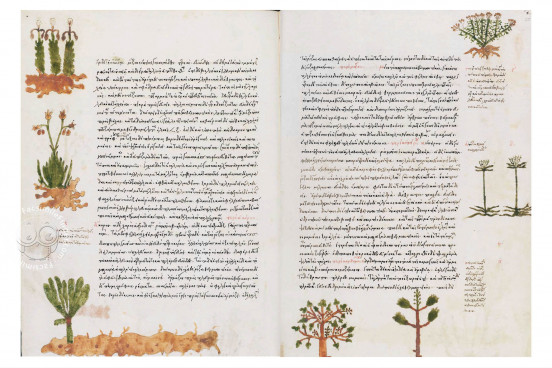 Salamanca Dioscorides, Salamanca, Biblioteca de la Universidad de Salamanca, MS 2659 − Photo 1