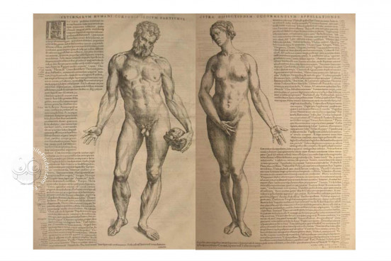 De Humani Corporis Fabrica. Epitome, Unknown − Photo 1