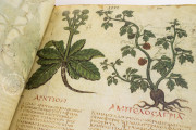 Dioscorides Neapolitanus, Naples, Biblioteca Nazionale Vittorio Emanuele III, Ms. ex Vindob. gr. 1 − Photo 8