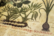 Dioscorides Neapolitanus, Naples, Biblioteca Nazionale Vittorio Emanuele III, Ms. ex Vindob. gr. 1 − Photo 12