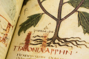 Dioscorides Neapolitanus, Naples, Biblioteca Nazionale Vittorio Emanuele III, Ms. ex Vindob. gr. 1 − Photo 14