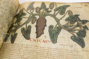 Dioscorides Neapolitanus, Naples, Biblioteca Nazionale Vittorio Emanuele III, Ms. ex Vindob. gr. 1 − Photo 18
