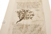 Morgan Dioscurides, New York, The Morgan Library & Museum, MS M.652 − Photo 4