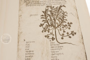 Morgan Dioscurides, New York, The Morgan Library & Museum, MS M.652 − Photo 6