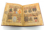 Kitab al-Diryaq, Paris, Bibliothèque Nationale de France, Ms. Arabe 2964 − Photo 11