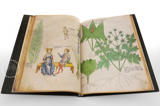 Tractatus de Herbis, London, British Library, MS Sloane 4016 − Photo 1
