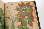 Tractatus de Herbis, London, British Library, MS Sloane 4016 − Photo 3