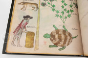 Tractatus de Herbis, London, British Library, MS Sloane 4016 − Photo 4