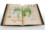 Tractatus de Herbis, London, British Library, MS Sloane 4016 − Photo 5