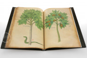 Tractatus de Herbis, London, British Library, MS Sloane 4016 − Photo 6
