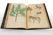 Tractatus de Herbis, London, British Library, MS Sloane 4016 − Photo 7