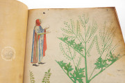Tractatus de Herbis, London, British Library, MS Sloane 4016 − Photo 9
