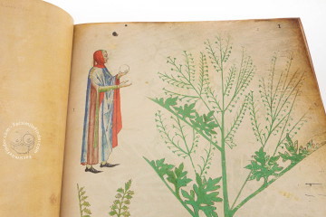 Sloane Tractatus De Herbis « Facsimile Edition