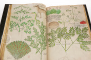 Tractatus de Herbis, London, British Library, MS Sloane 4016 − Photo 10