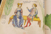Tractatus de Herbis, London, British Library, MS Sloane 4016 − Photo 11