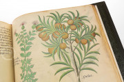 Tractatus de Herbis, London, British Library, MS Sloane 4016 − Photo 12