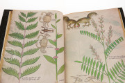 Tractatus de Herbis, London, British Library, MS Sloane 4016 − Photo 13