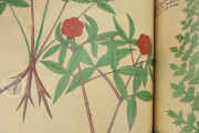 Tractatus de Herbis, London, British Library, MS Sloane 4016 − Photo 14