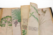 Tractatus de Herbis, London, British Library, MS Sloane 4016 − Photo 15