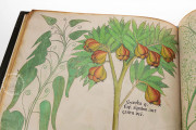 Tractatus de Herbis, London, British Library, MS Sloane 4016 − Photo 16