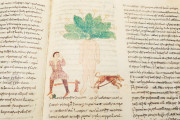De Universo De Rerum Naturis, Montecassino, Archivio dell'Abbazia di Montecassino, Cod. Casin. 132 − Photo 13