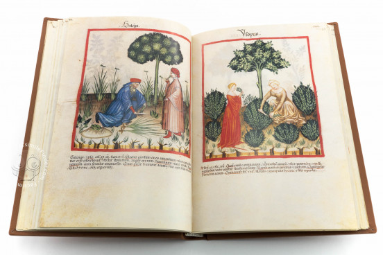 Tacuinum Sanitatis in Medicina, Codex Vindobonensis S. N. 2644 - Österreichische Nationalbibliothek (Vienna, Austria) Österreichische Nationalbibliothek (Vienna, Austria) − photo 1
