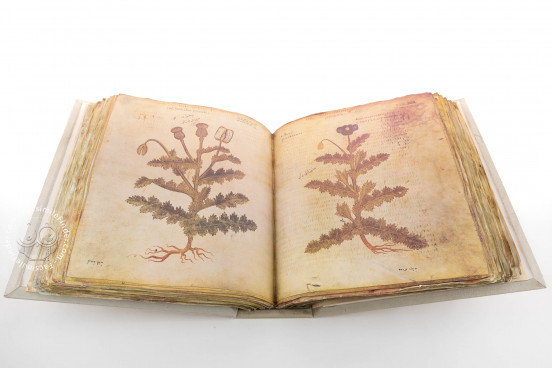 Vienna Dioscorides, Vienna, Österreichische Nationalbibliothek, Codex Vindobonensis Med. gr. 1 − Photo 1