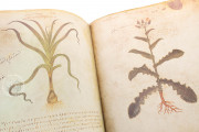 Vienna Dioscorides, Vienna, Österreichische Nationalbibliothek, Codex Vindobonensis Med. gr. 1 − Photo 4