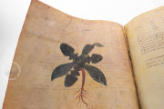 Vienna Dioscorides, Vienna, Österreichische Nationalbibliothek, Codex Vindobonensis Med. gr. 1 − Photo 9