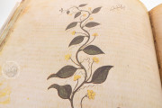 Vienna Dioscorides, Vienna, Österreichische Nationalbibliothek, Codex Vindobonensis Med. gr. 1 − Photo 13