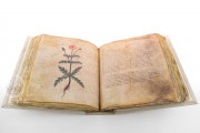 Vienna Dioscorides, Vienna, Österreichische Nationalbibliothek, Codex Vindobonensis Med. gr. 1 − Photo 14
