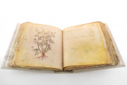 Vienna Dioscorides, Vienna, Österreichische Nationalbibliothek, Codex Vindobonensis Med. gr. 1 − Photo 17