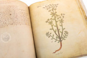 Vienna Dioscorides, Vienna, Österreichische Nationalbibliothek, Codex Vindobonensis Med. gr. 1 − Photo 19