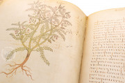 Vienna Dioscorides, Vienna, Österreichische Nationalbibliothek, Codex Vindobonensis Med. gr. 1 − Photo 21