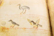 Vienna Dioscorides, Vienna, Österreichische Nationalbibliothek, Codex Vindobonensis Med. gr. 1 − Photo 26