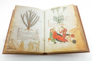 Medicina Antiqua, Codex Vindobonensis 93 - Österreichische Nationalbibliothek (Vienna, Austria) − Photo 5