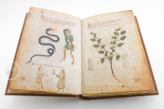 Medicina Antiqua, Vienna, Österreichische Nationalbibliothek, Codex Vindobonensis 93 − Photo 10